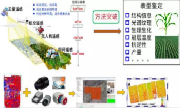 無人機(jī)遙感作物育種
